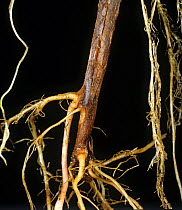 Black dot (Colletotrichum coccodes) necrotic lesions on the stem base of a mature potato plant
