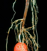 Black dot (Colletotrichum coccodes) necrotic lesions on the stem base of a mature potato plant