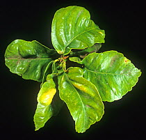 Citrus rust mite (Phyllocoptruta oleivora) blister damage visible on the upper side of lemon leaves, Sicily, Italy