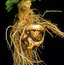 Clubroot (Plasmodiophora brassica) diseased twisted, malformed and distorted root on a cabbage plant
