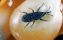 Photomicrograph of a maize weevil (Sitophilus zeamais) an important storage pest of grain and corn