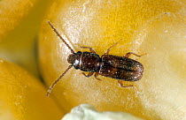 Rust red, rusty or flat grain beetle (Cryptolestes ferrugineus) a stored product pest on maize grain