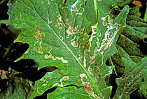 Severe American serpentine leaf miner (Liriomyza trifolii) damage to Gerbera crop leaves under glass, Italy