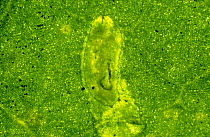 Photomicrograph of an American serpentine leaf miner (Liriomyza trifolii) larva feeding on leaf tissue in a mine in a Gerbera leaf, Italy