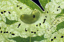 Photomicrograph of an Aquilegia leaf miner (Phytomyza aquilegiae) larva feeding on leaf tissue inside an Aquilegia leaf mine