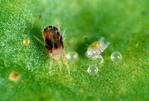 Photomicrograph of a citrus red spider mite (Panonychus citri) with eggs on a lemon leaf, Italy