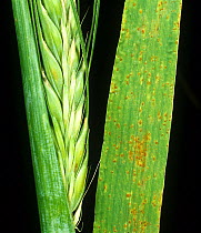 Brown rust (Puccinia hordei) pustules of infection on barley flag leaf from crop plant in ear