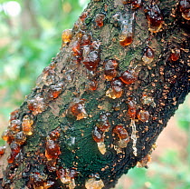 Severe bacterial blight Pseudomonas syringae) gummosis exudation on the trunk of a crop peach tree