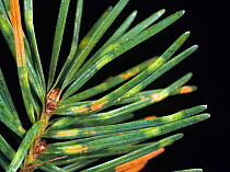 Needle cast (Rhabdocline pseudotsugae) discolouration and symptoms of infection on douglas fir needles
