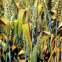 Wheat leaf rust or brown rust (Puccinia triticina) infection on the flagleaves and crop of a winter wheat in ear