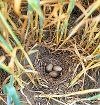Skylark (Alauda arvensis) nest with three eggs on the ground at the base of a wheat crop before harvest. Suffolk, England, UK.