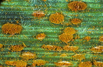 Photomicrograph of wheat leaf or brown rust (Puccinia triticina) sporulating pustules and spores with powdery mildew on a wheat leaf