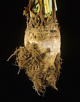 Rhizomania symptom of hairy secondary root development caused by beet necrotic yellow vein virus (BNYVV) to sugar beet, Greece