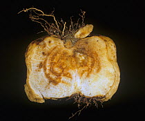 Rhizomania symptom of hairy secondary root development and necrosis caused by beet necrotic yellow vein virus (BNYVV) to sugar beet, Greece