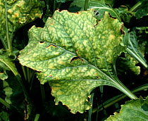 Sugar beet virus yellows (BYV) chlorosis symptoms on a sugar beet leaf in a maturing crop, Greece