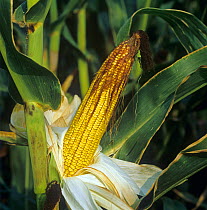 Cob of maize or corn (Zea mays) exposed to show the kernels with the husks or ear leaves drawn back, Greece