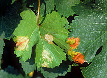 Downy mildew (Plasmopara viticola) lesions on Viti cola grapevine leaf top & underside, Greece