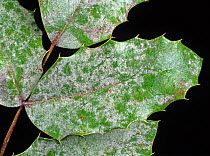 Powdery mildew (Microsphaera berberis) white mycelium on the upper surface of a Mahonia leaf