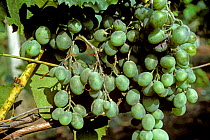 Powdery mildew (Uncinula necator) fungal disease infection causing discoloured and split white wine grapes, Greece