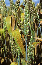Brown or leaf rust (Puccinia triticina) infection on flag leaves and ears of a wheat crop in green unripe ears