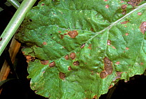 Phoma leaf spot (Phoma betae) necrotic fungal disease lesions on a sugar beet leaf, Greece