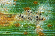 Powdery mildew (Blumeria graminis) mycelium and cleistothecia and brown leaf rust (Puccinia triticina) pustules on a wheat leaf