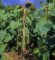 Stem rot (Sclerotinia sclerotiorum) a diseased and dying sunflower plant in seed in a commercial crop