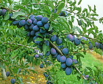 Deep purple ripe plums (Prunus domestica) on the tree in New York State, USA