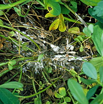 White mould (Athelia rolfsii) mycelium around the base of a peanut plant, Florida, USA, May