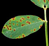 Early leaf spot (Cercospora arachidicola) fungal disease necrotic lesions on a peanut leaflet, North Carolina, USA