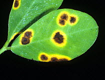Late leaf spot (Mycosphaerella berkleyi) symptoms on a peanut leaf upper surface, North Carolina, USA, May