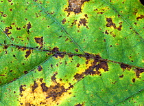 Bacterial blight (Pseudomonas savastanoi pv glycinea) disease lesions on soybean leaf, Florida, USA, May