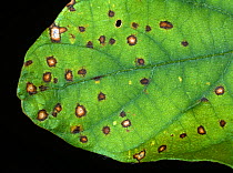 Frogeye leaf spot (Cercospora sojina) discreet circular lesions on soybean leaf, Florida, USA, May