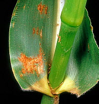 Corn, maize or sorghum rust (Puccinia sorghi) fungus disease pustules on maize or corn leaf, Illinois, USA