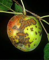 Apple scab (Venturia inaequalis) lesions and cracking on ripe on apple fruit, New York State, USA, September