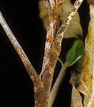 Powdery mildew (Podosphaera leucotricha) fungal disease infection with ascocarps on an apple twig, New York, USA, September