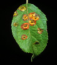 Cedar apple rust (Gymnosporangium juniperi-virginianae) lesions on the upper leaf surface of an apple leaf, New York, USA, September