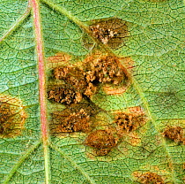Cedar apple rust (Gymnosporangium juniperi-virginianae) pustules on the underside of an apple leaf, New York, USA, September