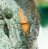 Section of bark removed to show infection of apple union necrosis at the graft on an apple trunk, New York, USA, September