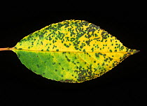 Cherry leaf spot (Blumeriella jaapii) small circular fungal disease lesions on the leaf of a sour cherry leaf, New York, USA, September