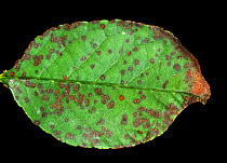 Cherry leaf spot (Blumeriella jaapii) small circular fungal disease lesions on the leaf of a sour cherry leaf, New York, USA, September