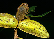 Pecan scab (Venturia effusa) damage to pecan nut shells from an orchard, Florida, USA, September