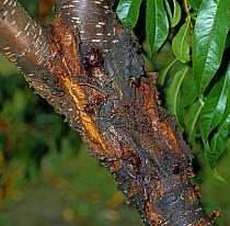 Cytospora canker (Cytospora leucostoma) canker disease exudation from a peach tree trunk, USA, September
