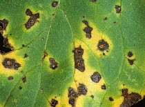 Leaf spot or Alternaria blight (Alternaria helianthi) discreet spots with a chlorotic halo on a sunflower leaf, France