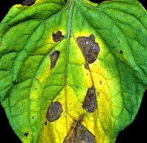 Early blight or target spot (Alternaria solani) discreet necrotic lesions and some chlorosis on a tomato leaflet, New York, USA, May.