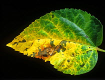 Angular leaf spot (Xanthomonas axonopodis pv. malvacearum) necrotic lesions and chlorosis on a Hibiscus leaf, Florida, USA