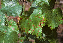 Black rot (Guignardia bidwellii f. muscadinii) leaf spot lesions on muscadine grapevine, Florida, USA, May