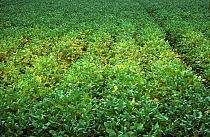Focus (patch) infection of damage by a root knot nematode (Meloidogyne incognita) in a soybean crop, Florida, USA