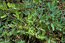 Late leaf spot (Mycosphaerella berkleyi) symptoms on a peanut crop, North Carolina, USA, May