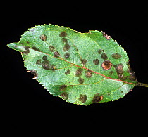 Apple scab (Venturia inaequalis) infection spots germinated from a spore shower on an apple leaf, New York, USA,